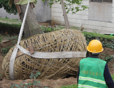 城市百年老樹(shù)移栽少不了吊裝帶的保駕護航